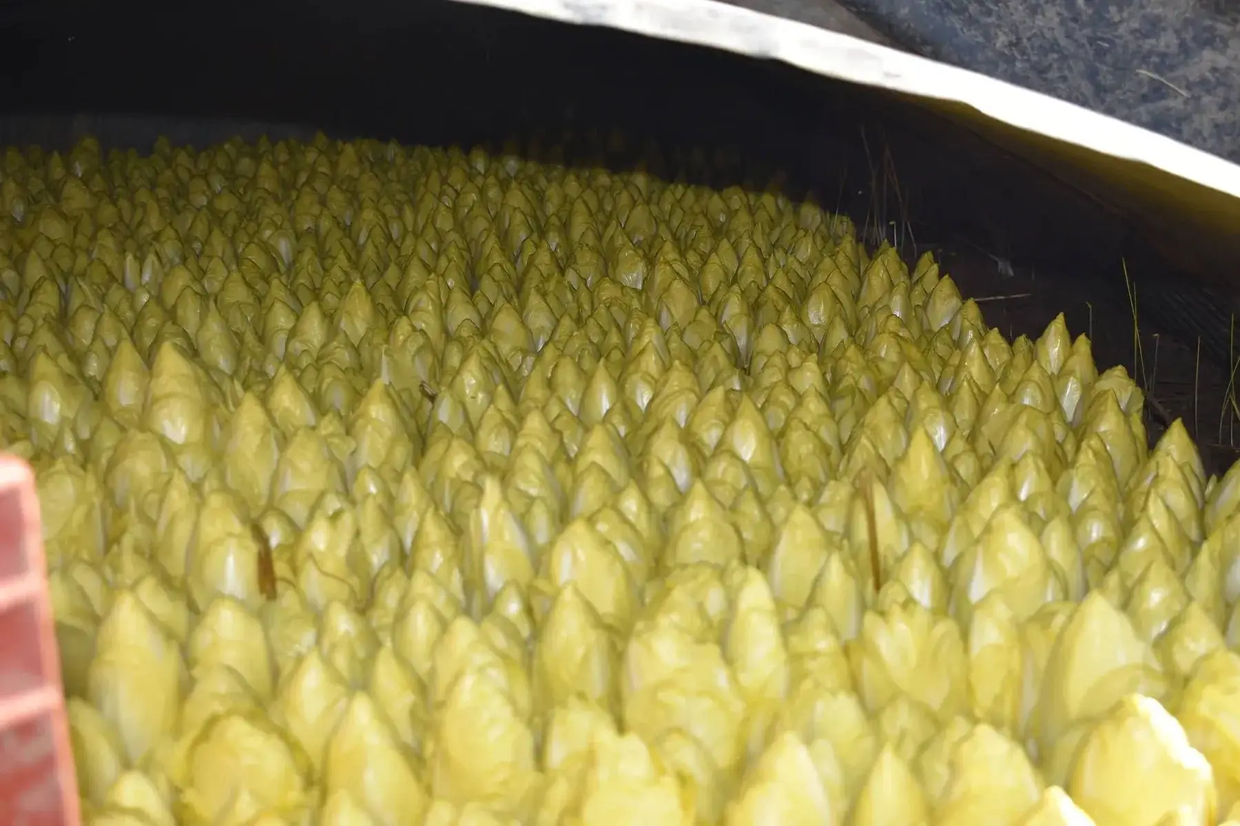 endives de pleine terre