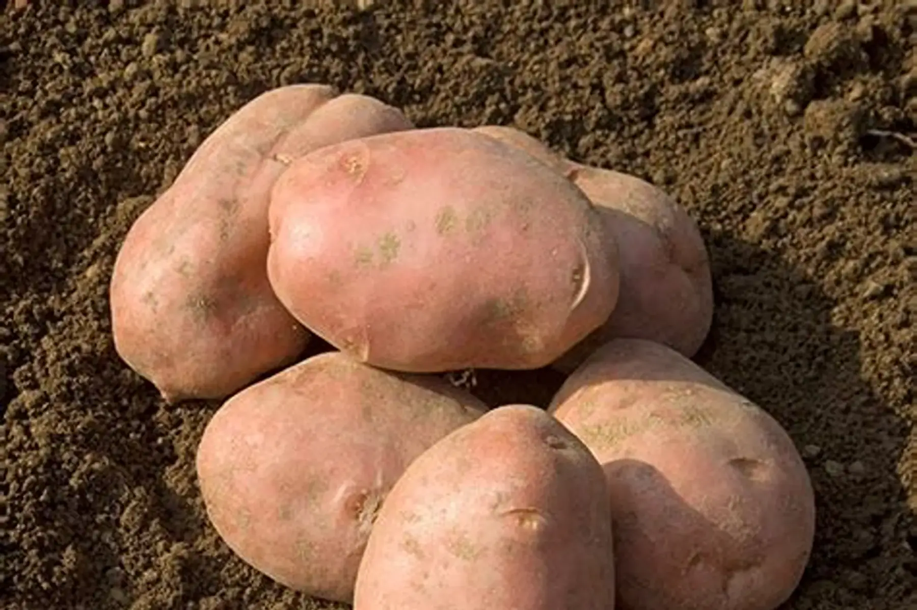 pomme de terre Désirée