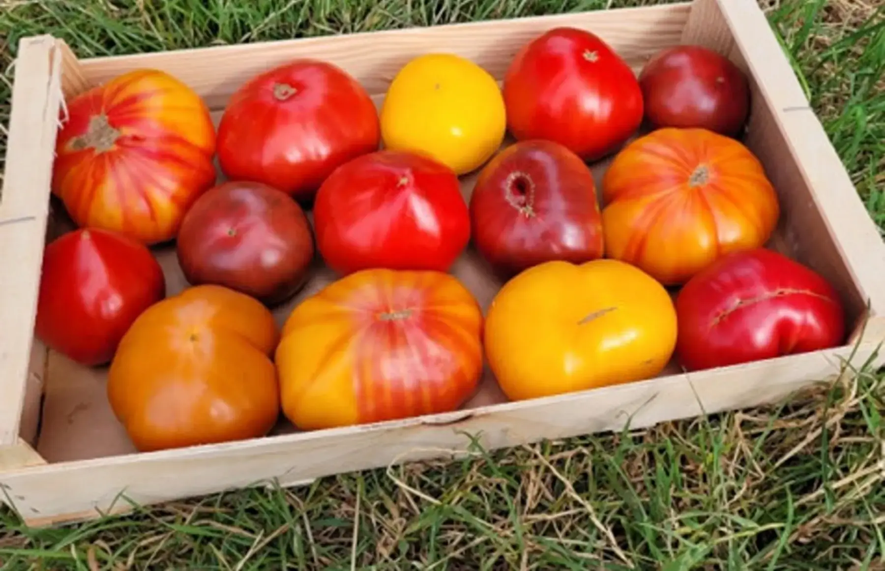 tomates mûres pour conserves (cageot 5kg)