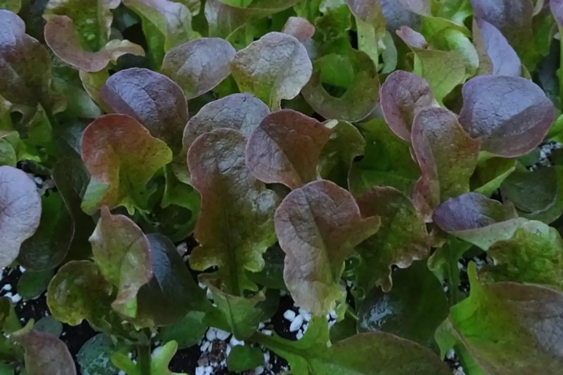plant feuille de chêne rouge