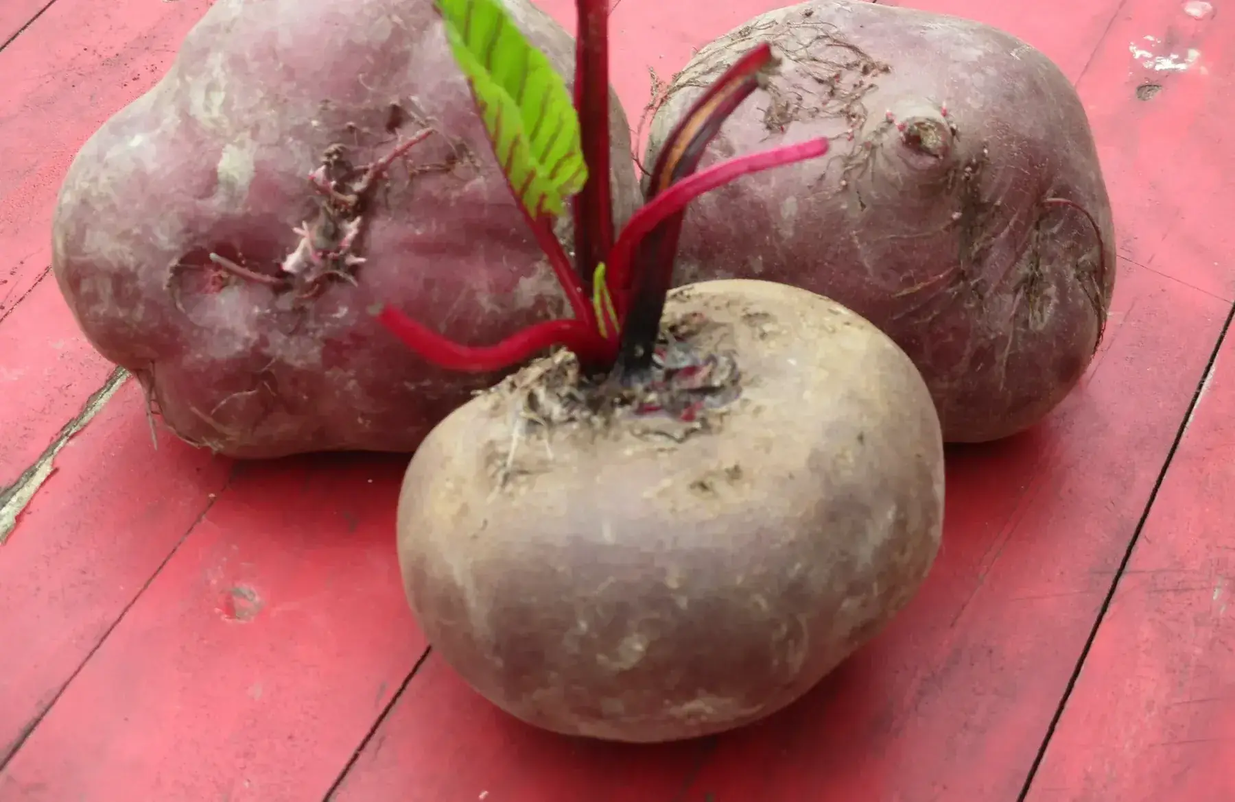 betterave rouge petit calibre