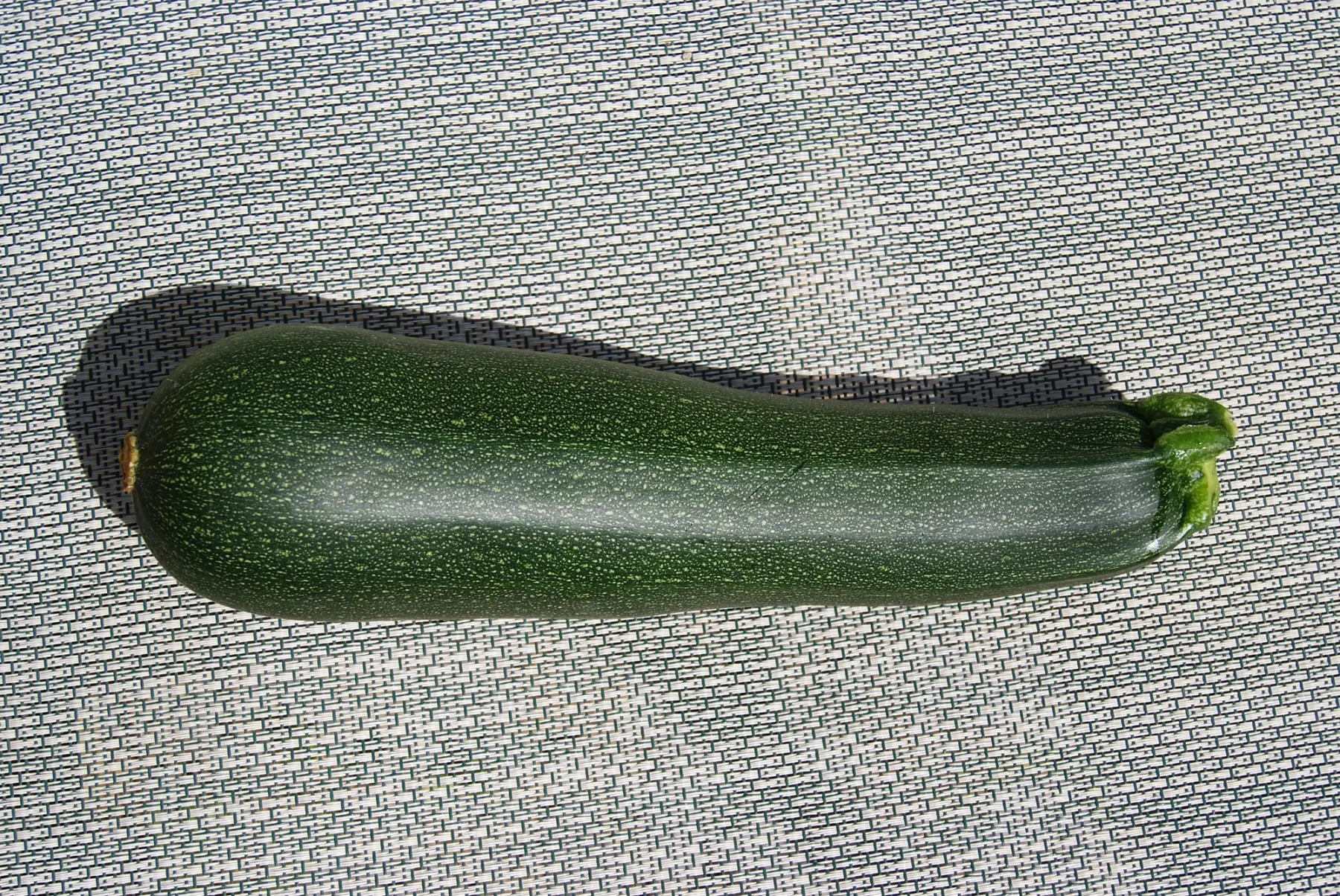 courgette à farcir