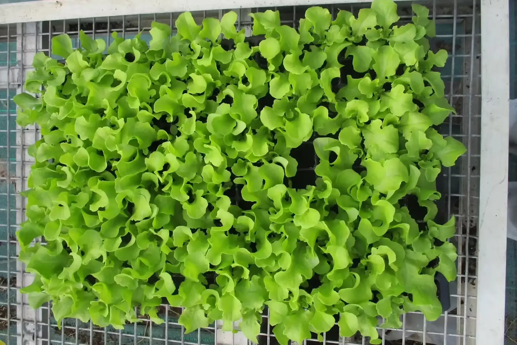 plant feuille de chêne