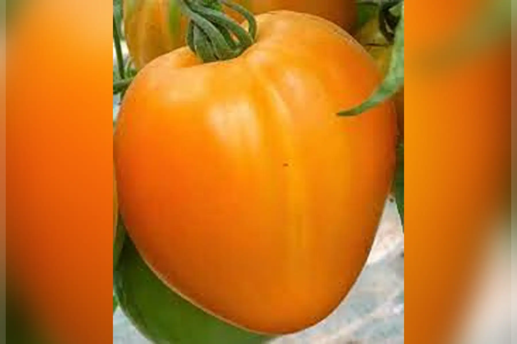 tomate coeur de boeuf orange