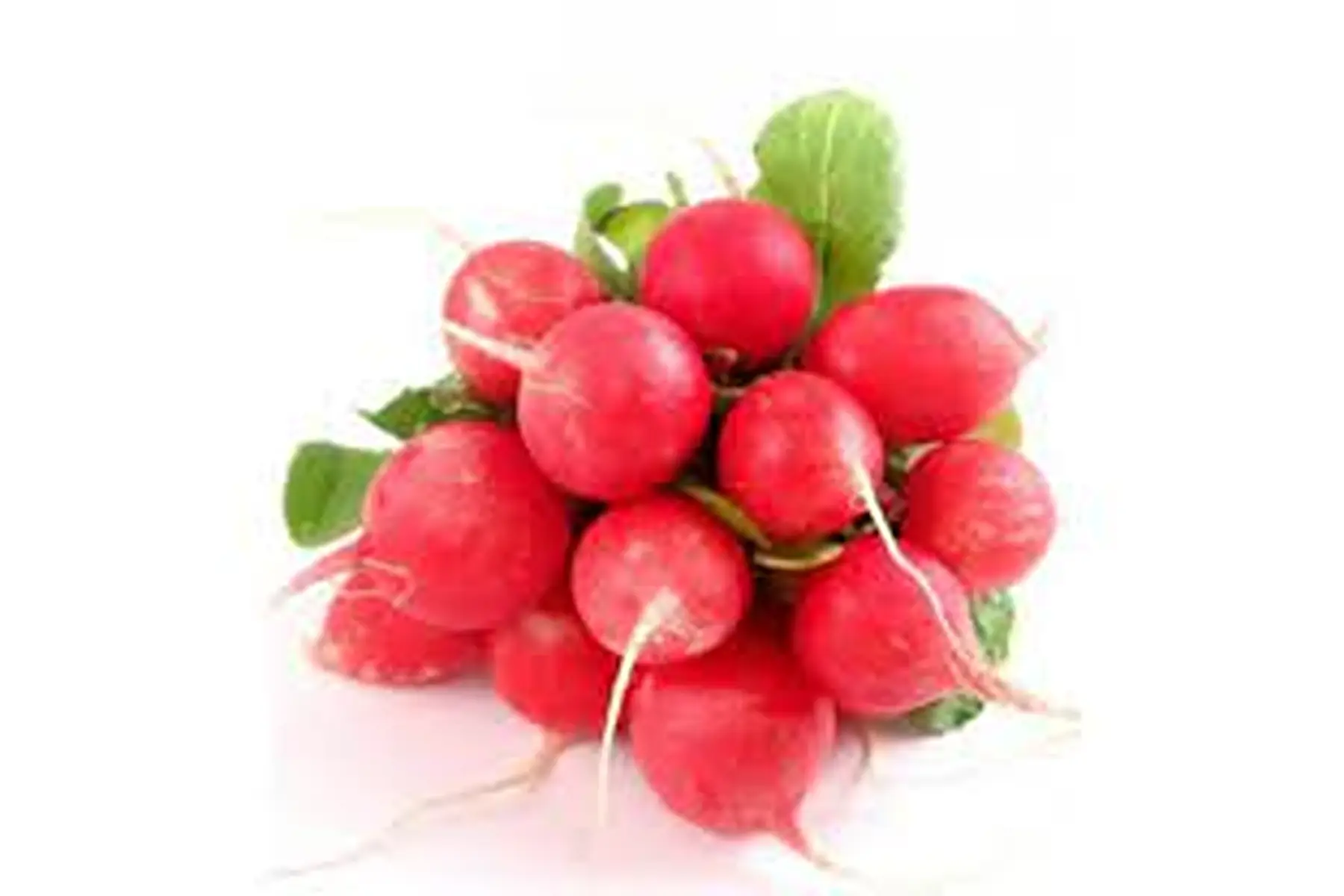 radis rose botte (rond)