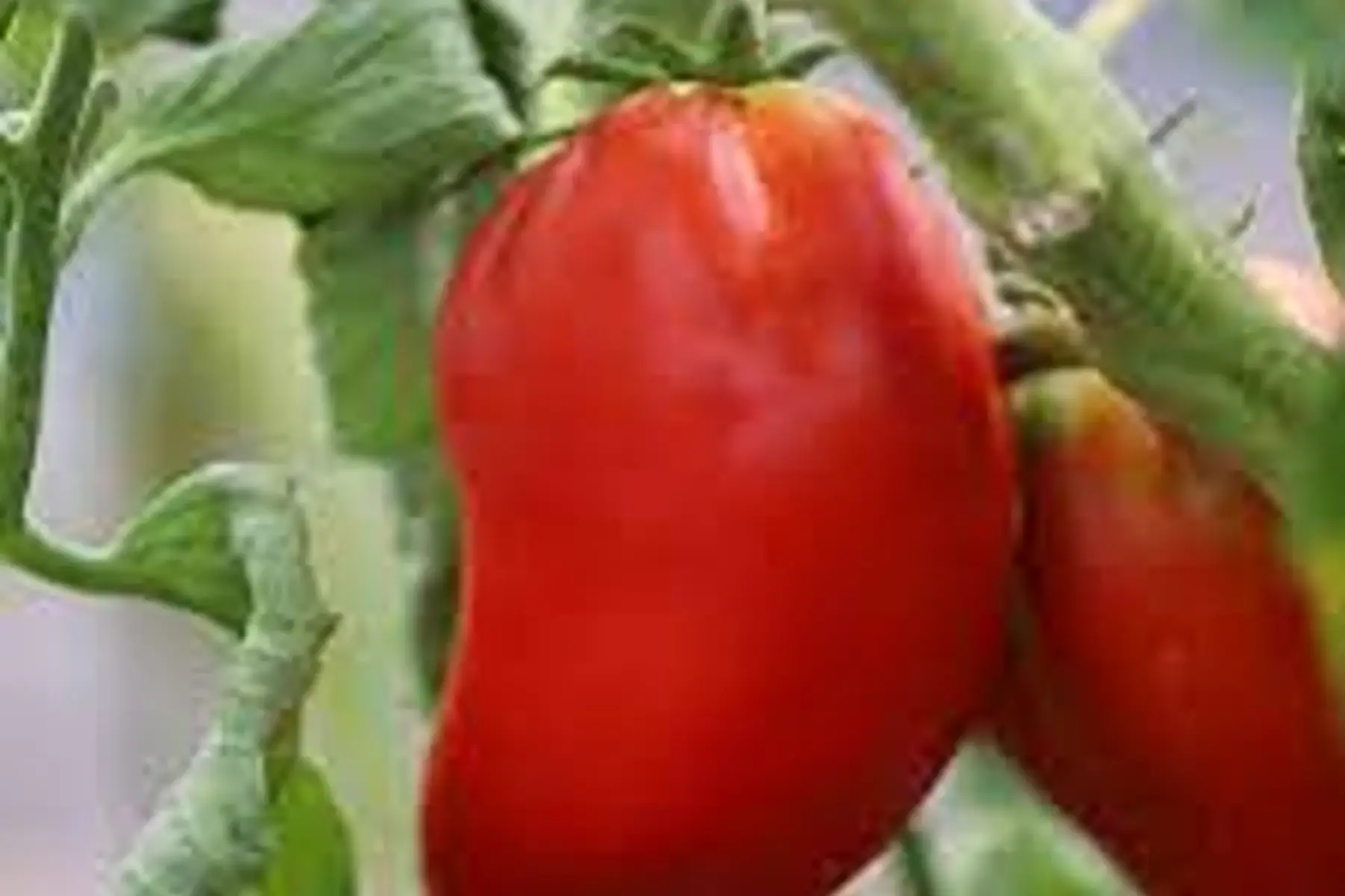 tomate cornue des andes