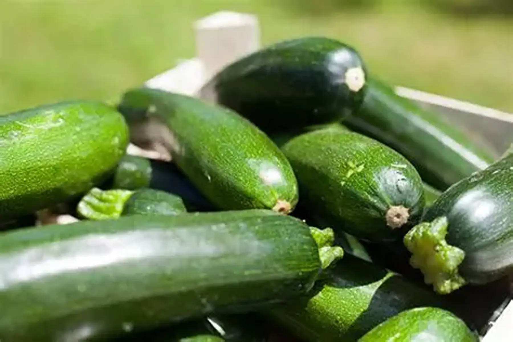 Cageot de courgettes