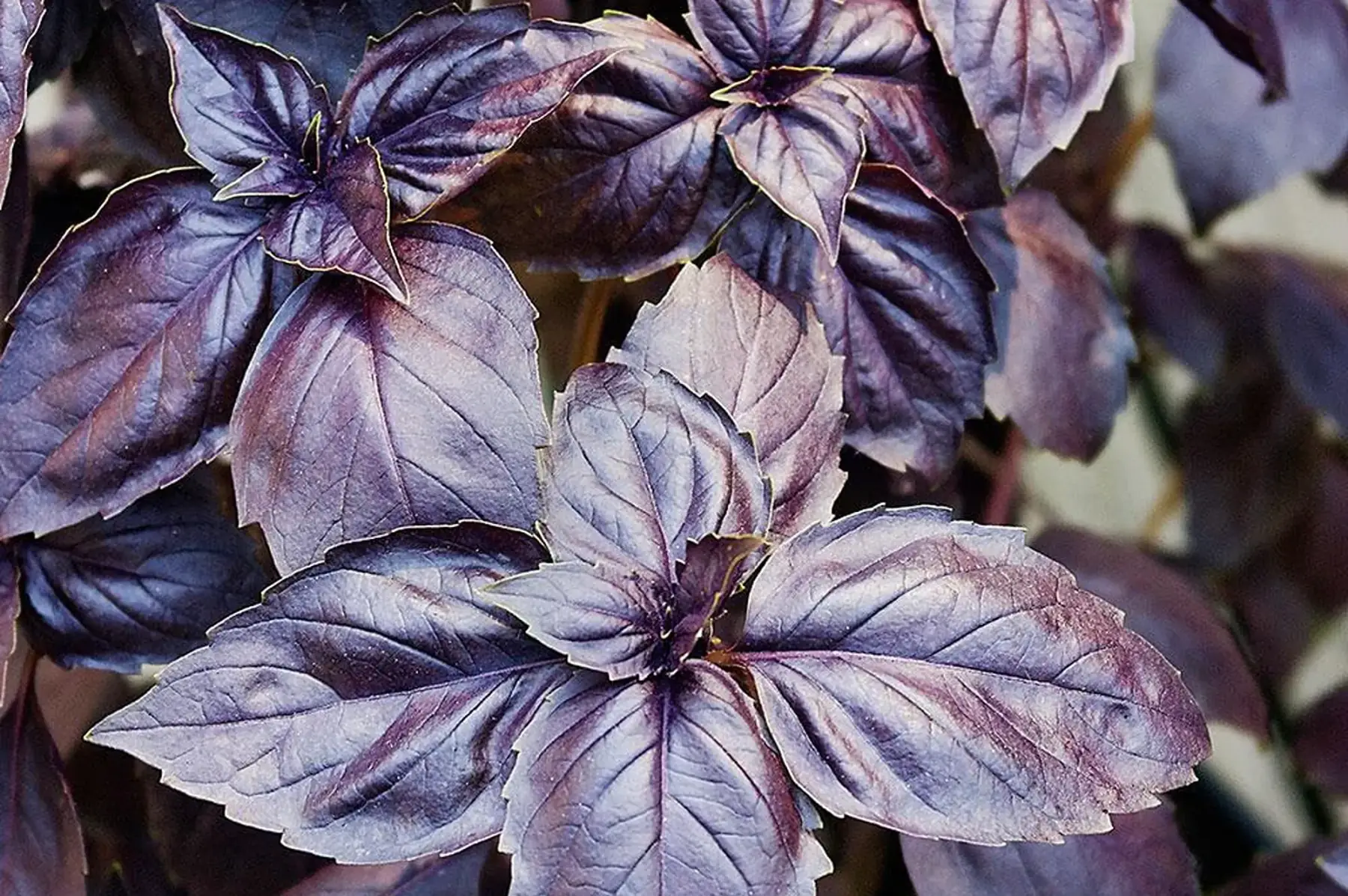 bouquet basilic pourpre