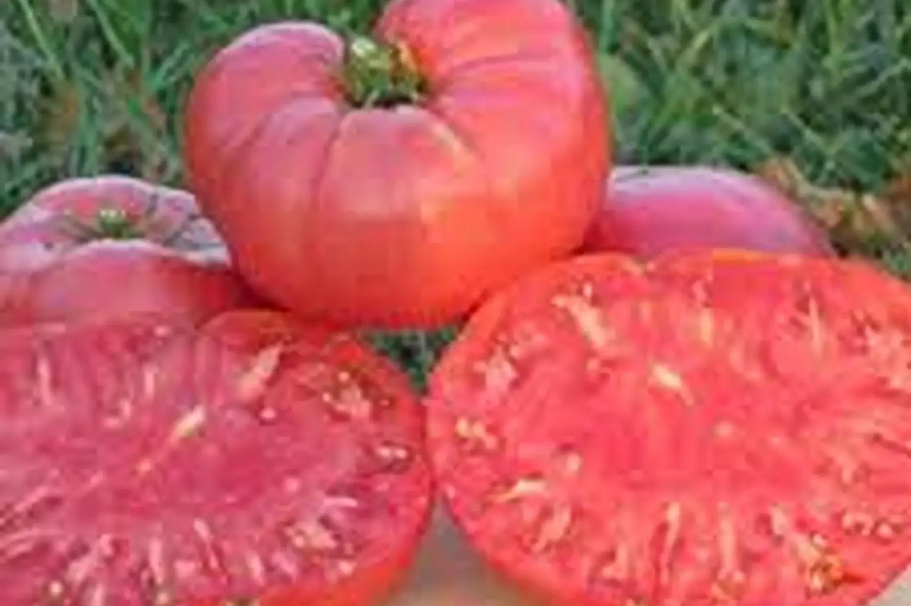 tomate beefsteak rose