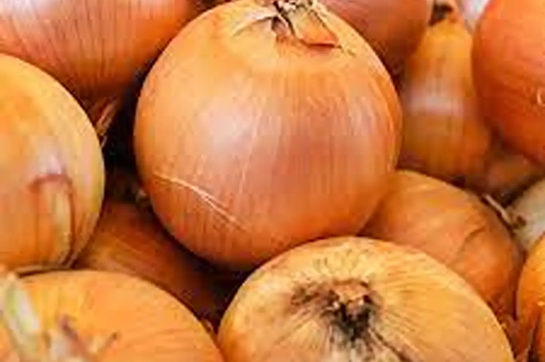 oignon jaune (petit calibre)