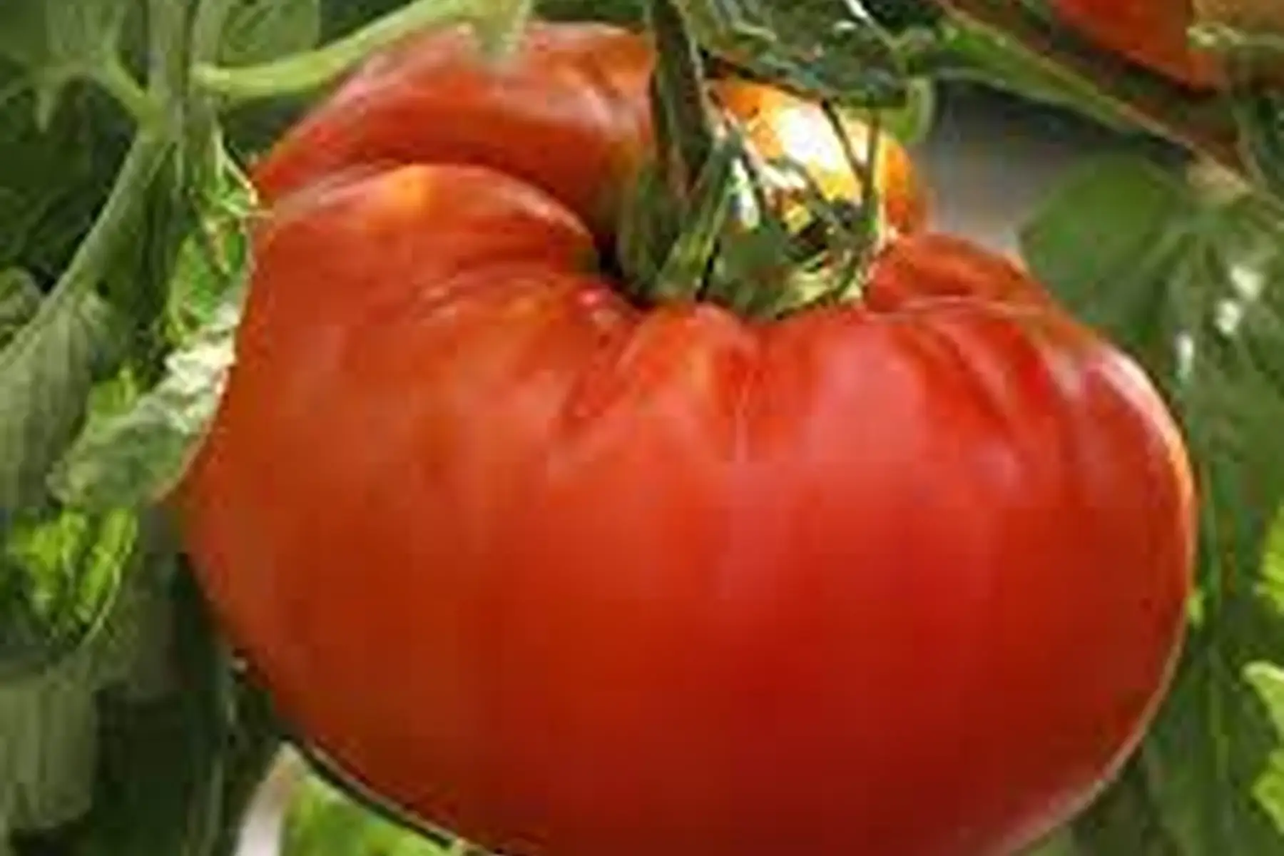 tomate russe rouge