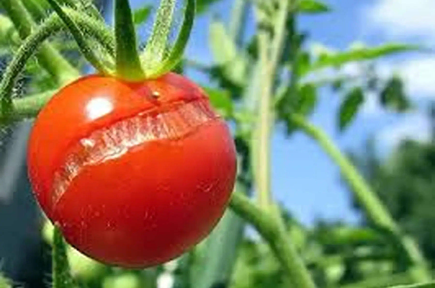 Tomates déclassées