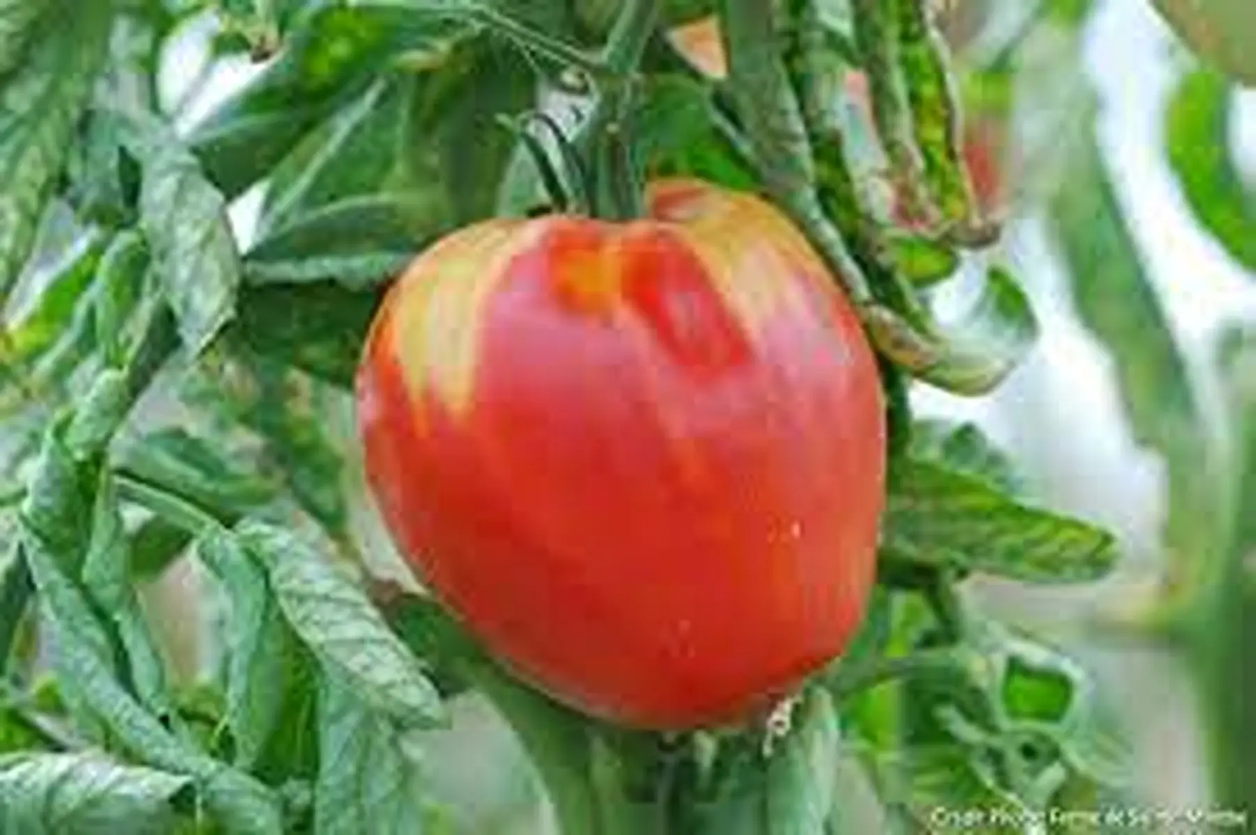 tomate coeur de boeuf