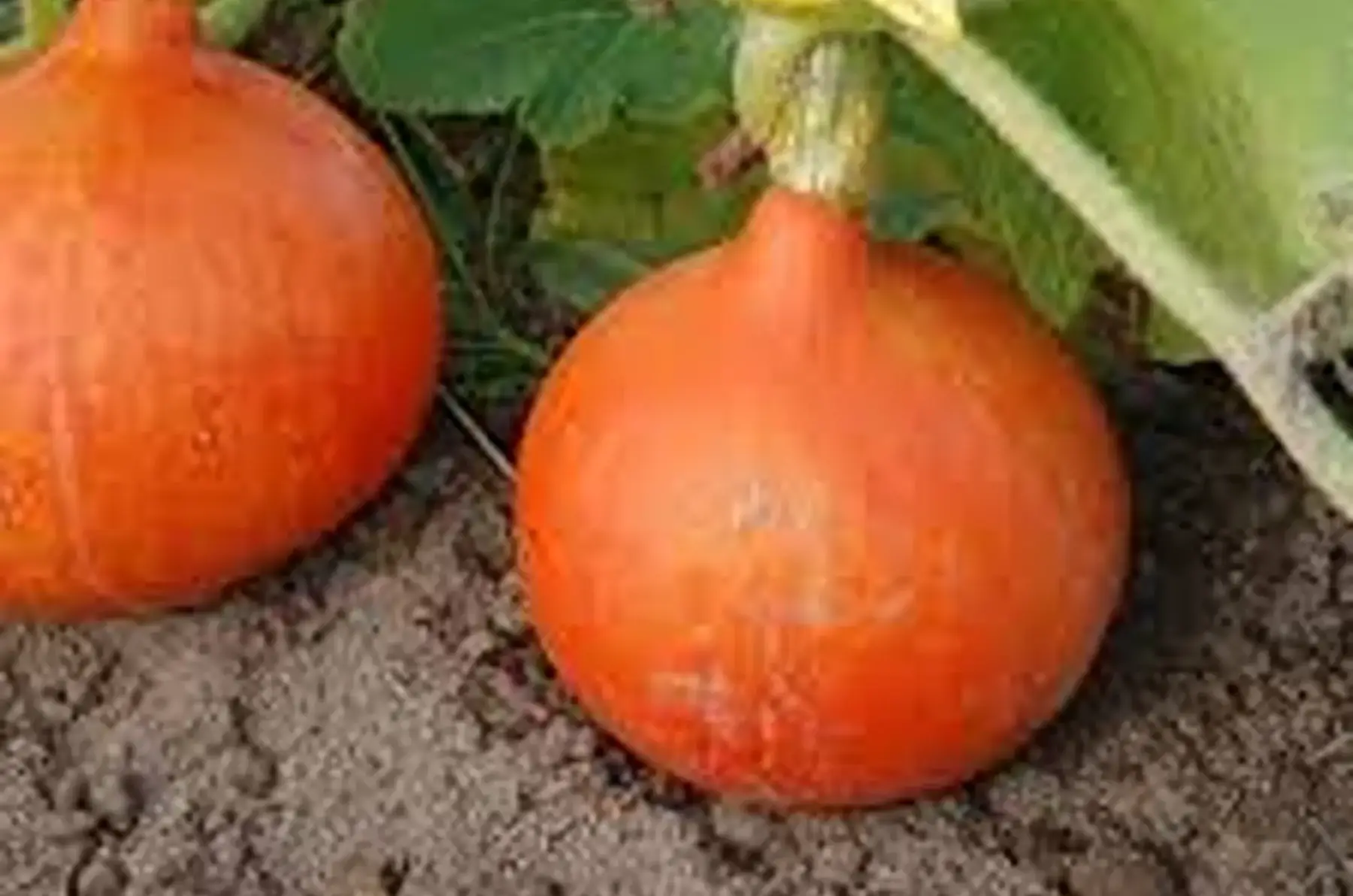 courge potimarron -50%