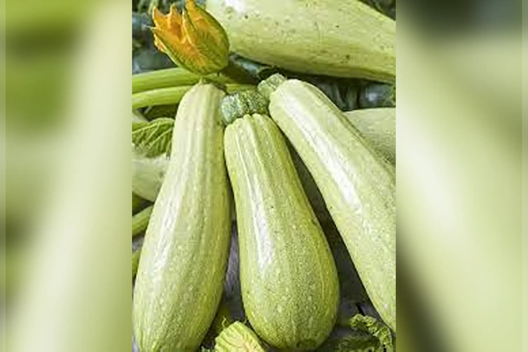 courgette amalthée