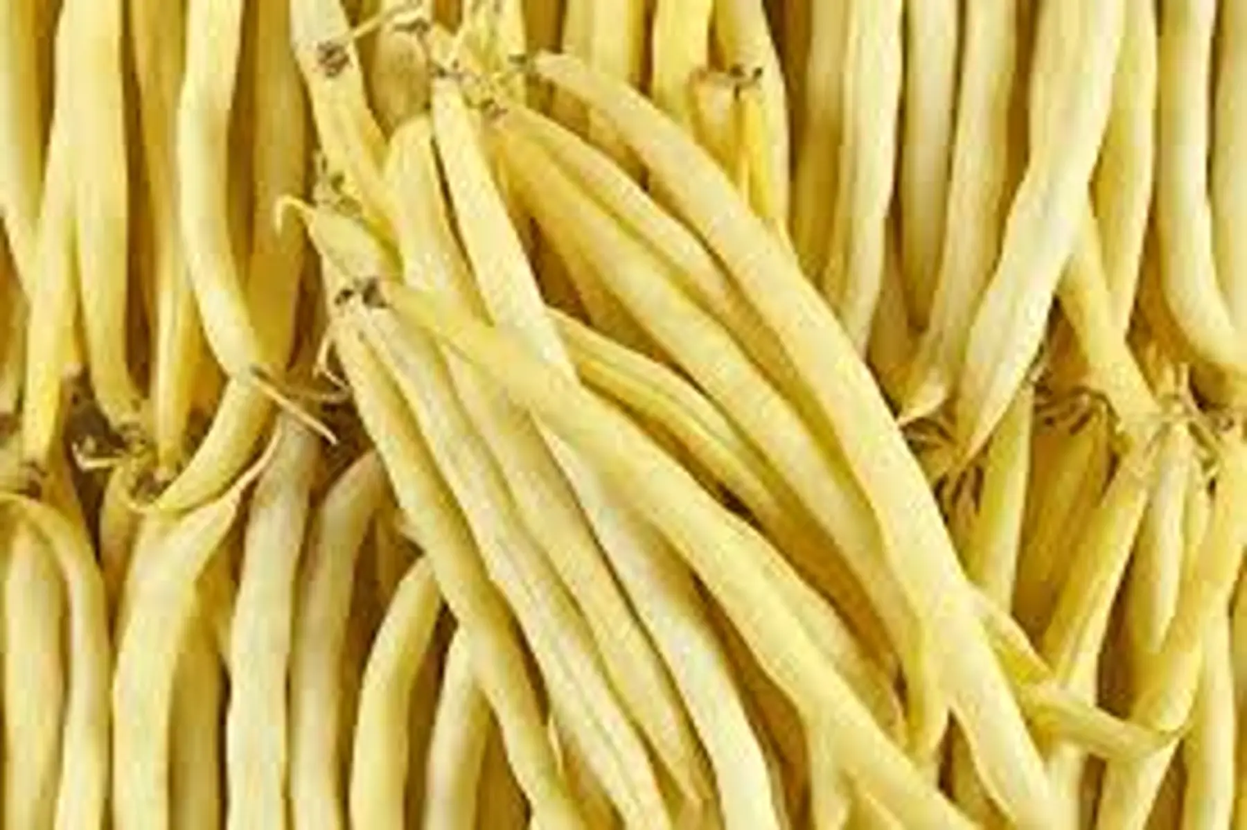 Haricot beurre mangetout