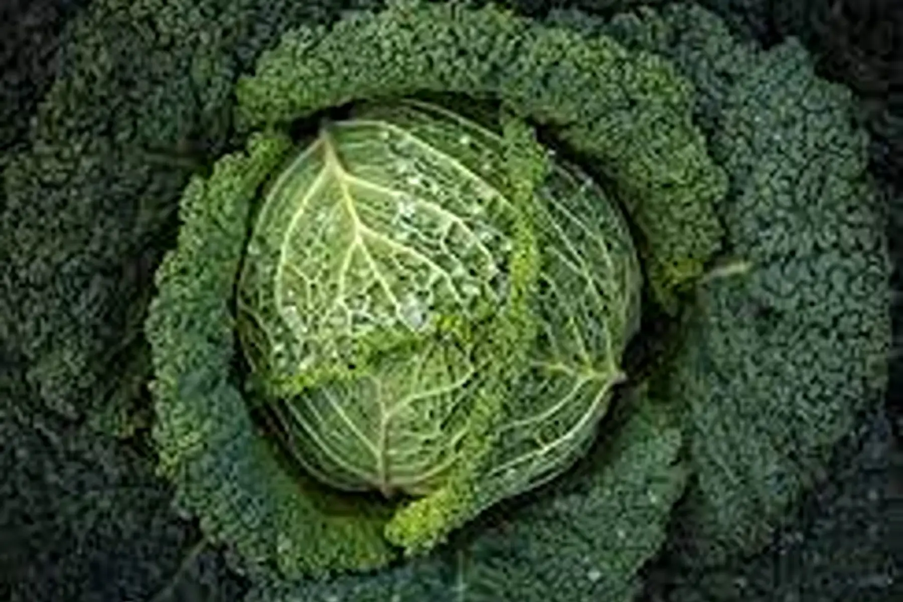 chou frisé