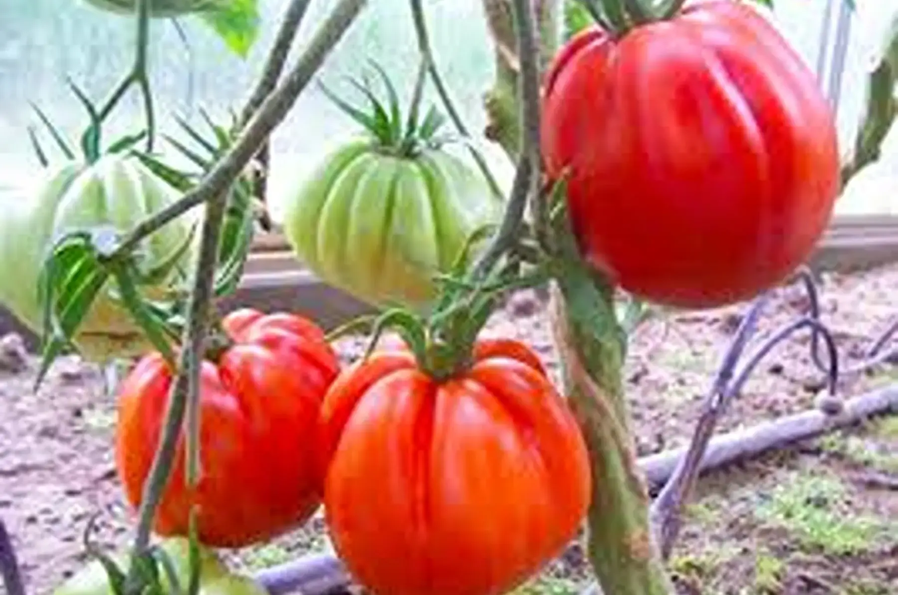 Tomate Albenga (cottelée rouge)