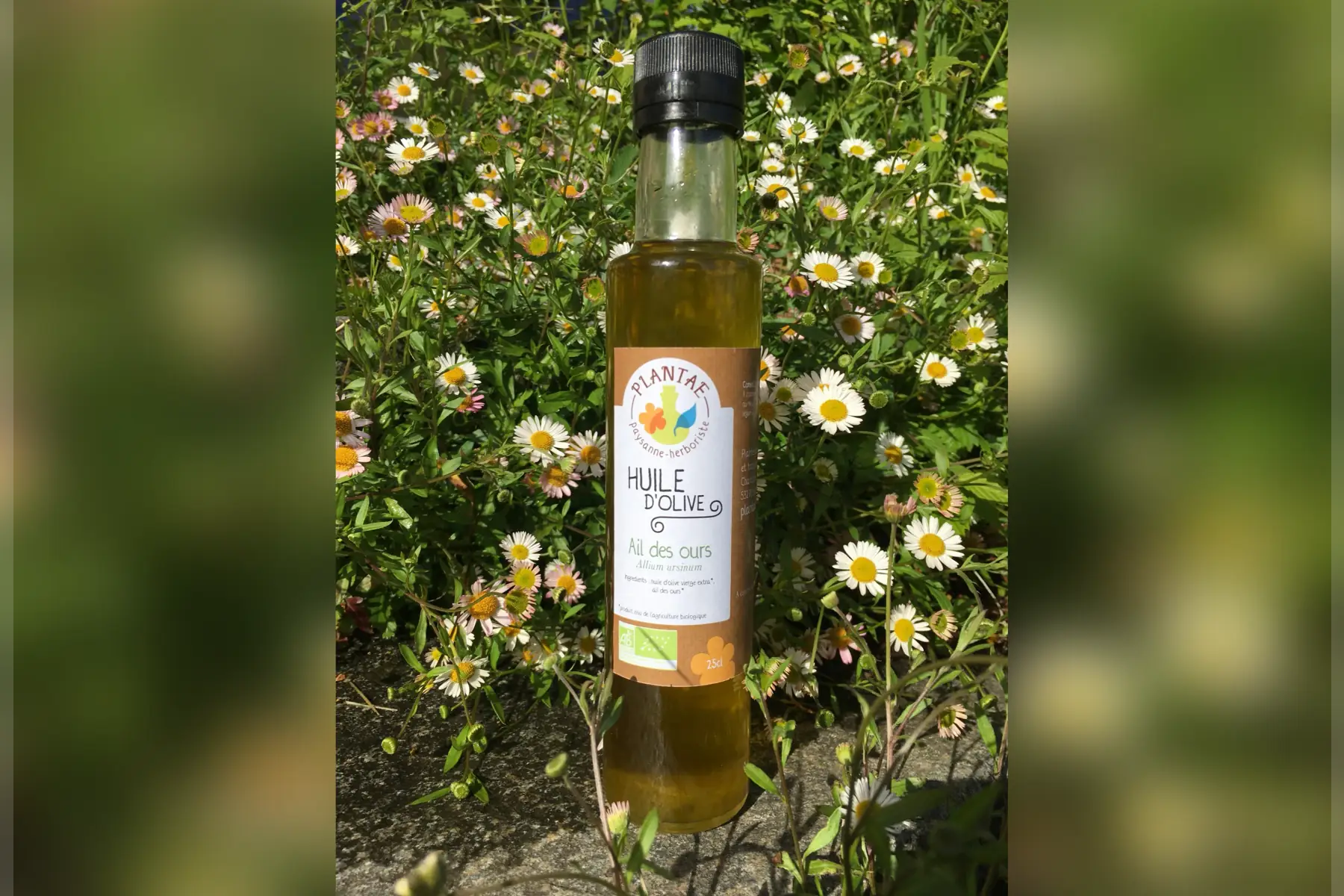 huile d'olive à l'ail des ours 25cl