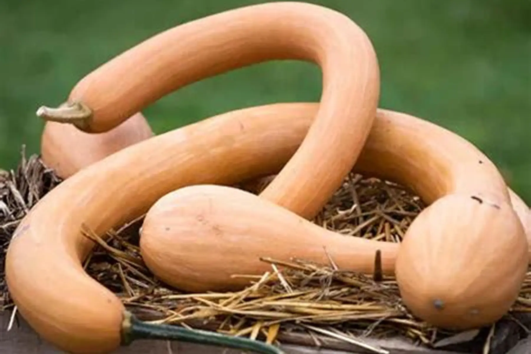 Courge tromba d'Albenga