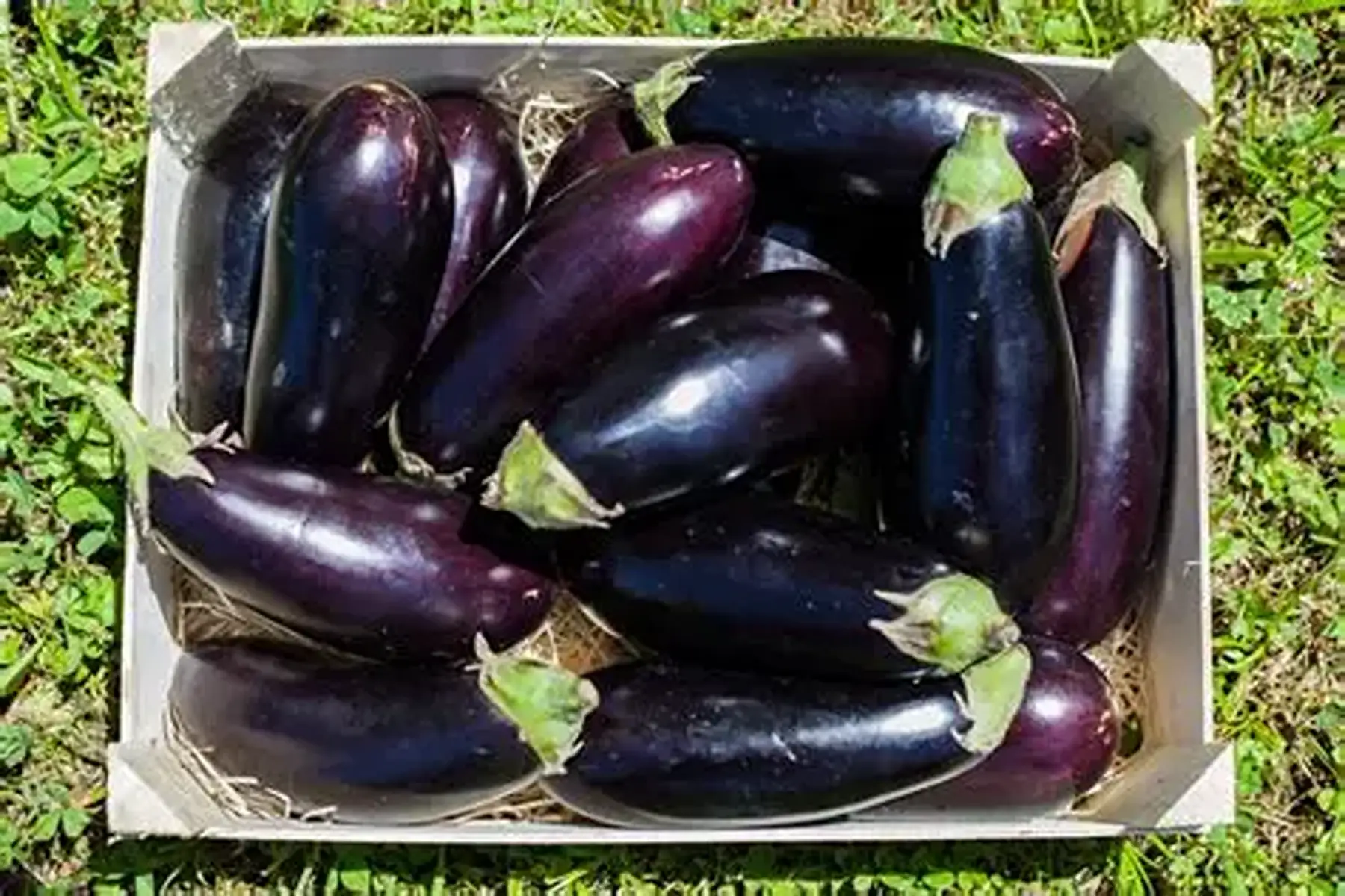 Cageot d'aubergines