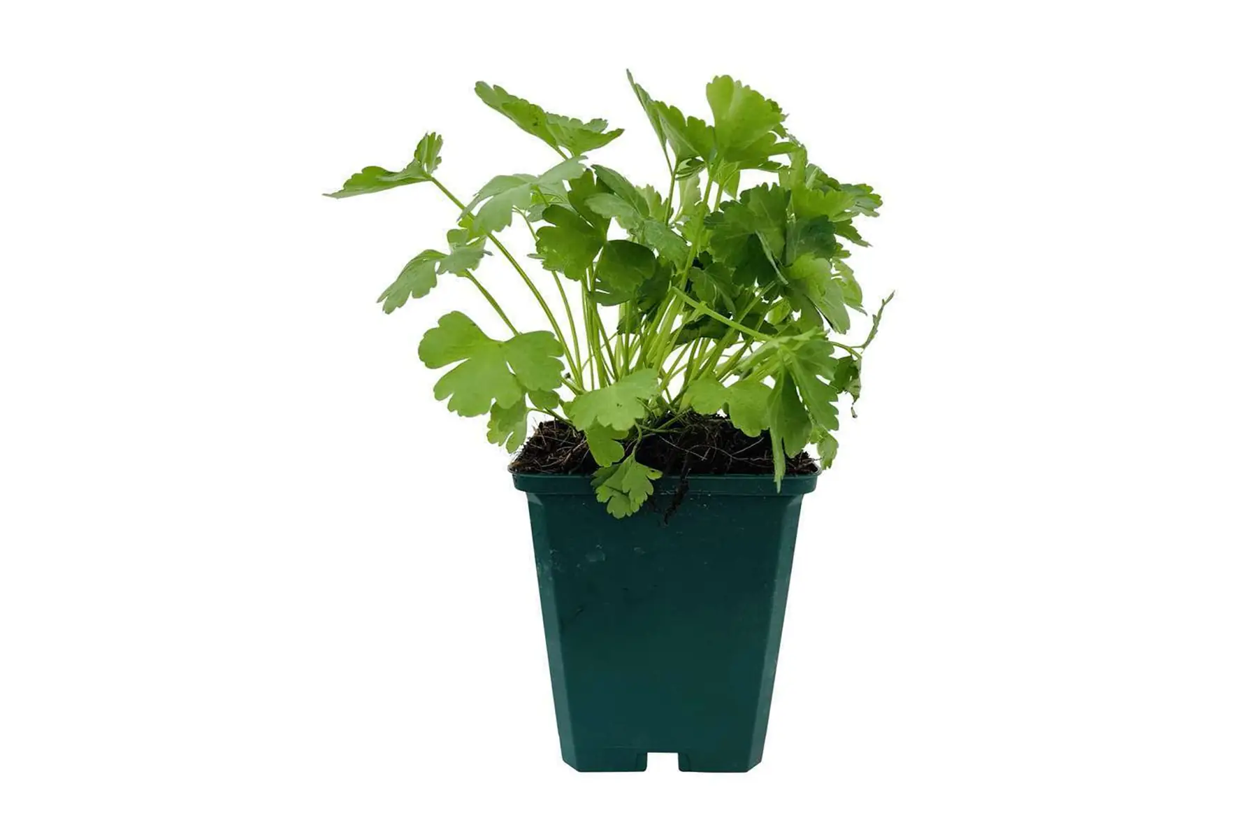 plant de persil