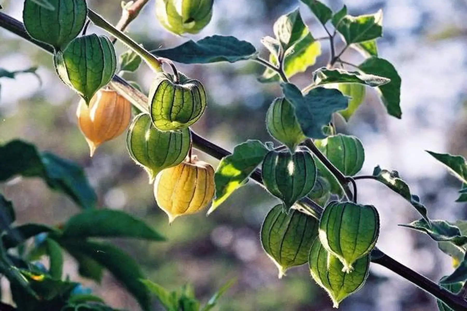 plant de physalis