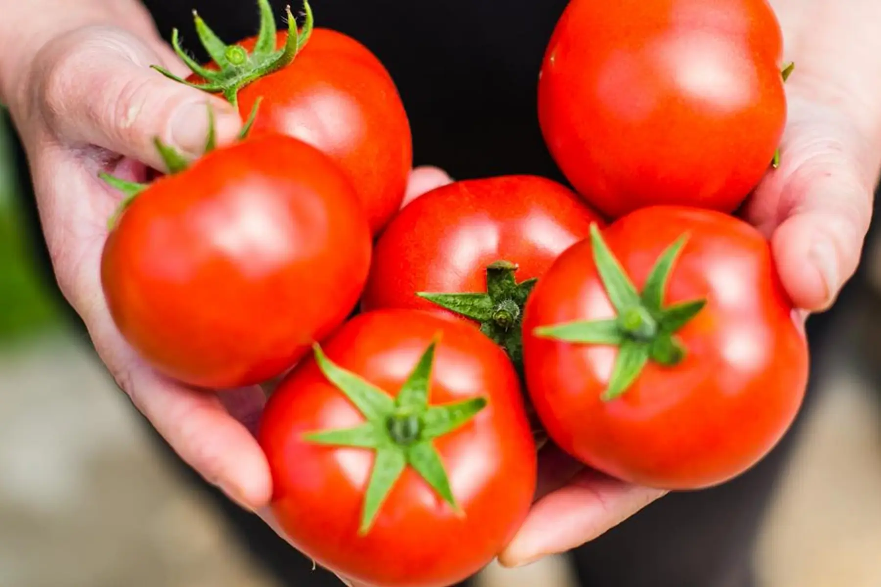 tomates rondes petites