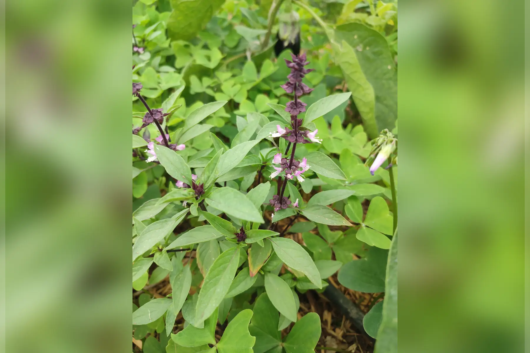 Basilic thaï petit bouquet