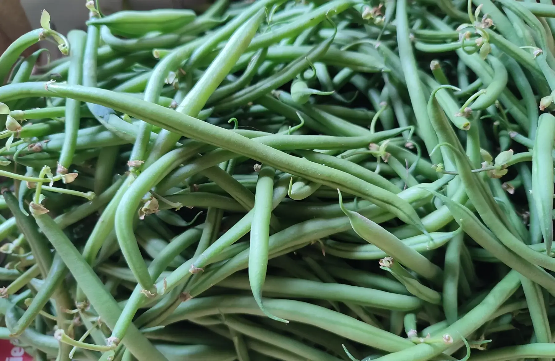 haricots verts