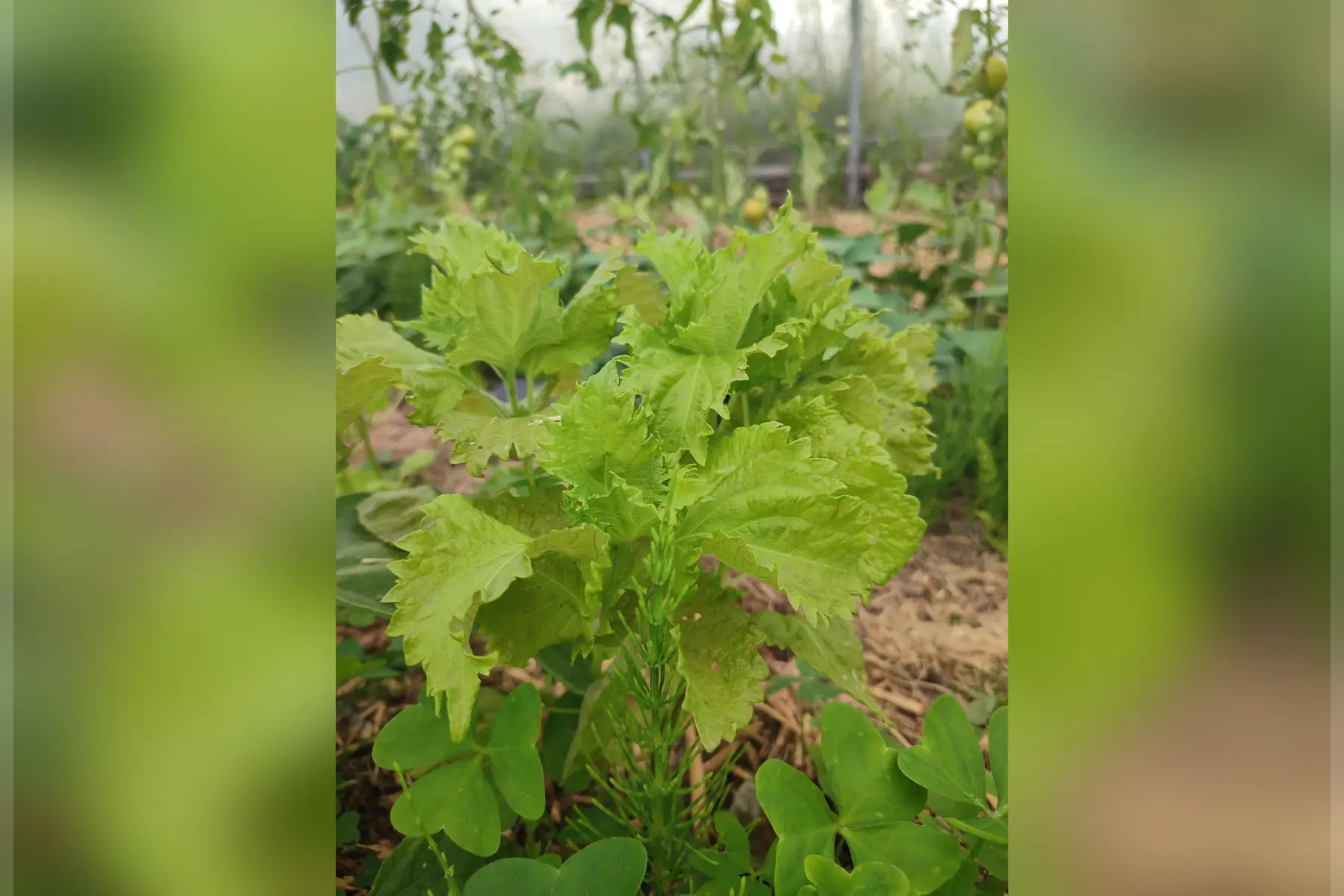 Shiso vert, bouquet
