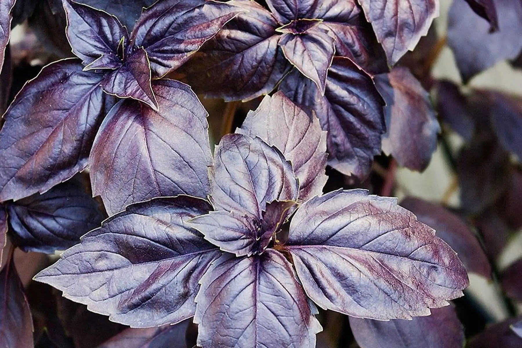 plant de basilic pourpre