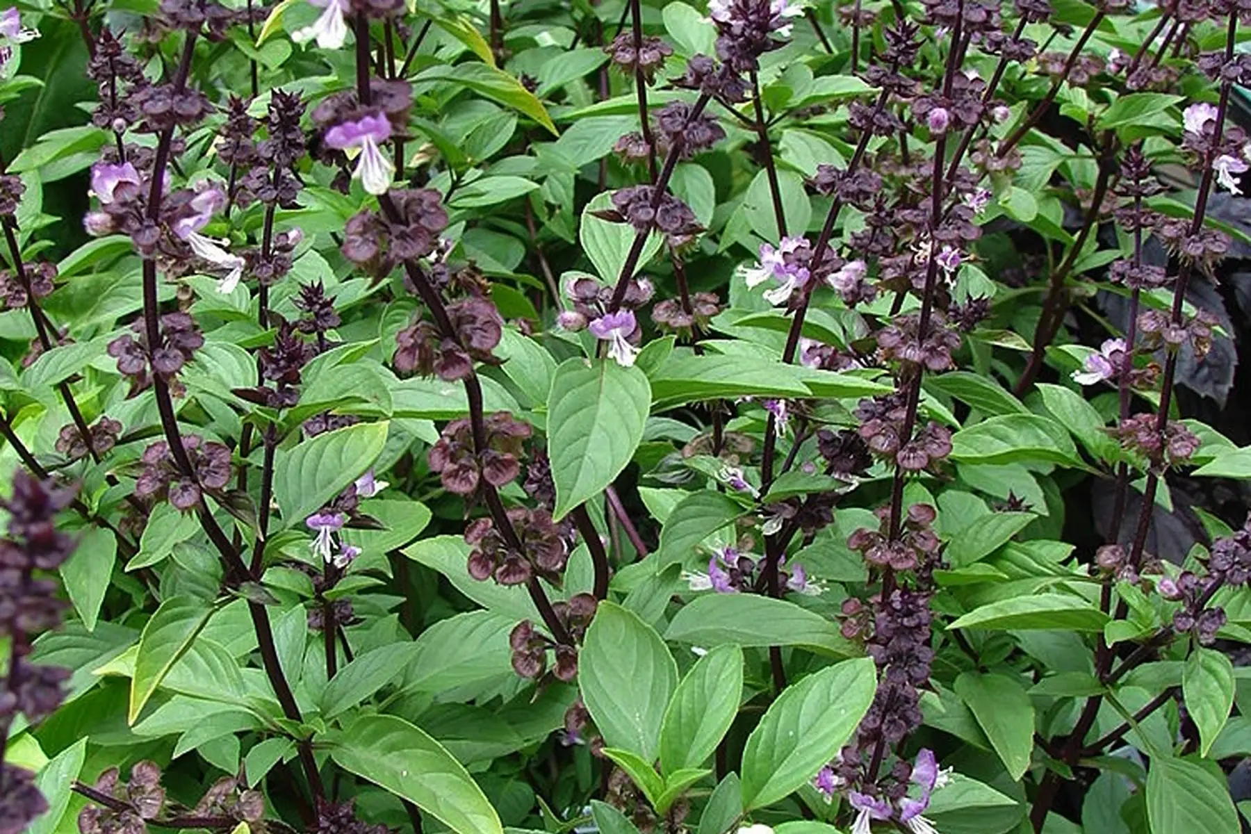 plant de basilic thaï