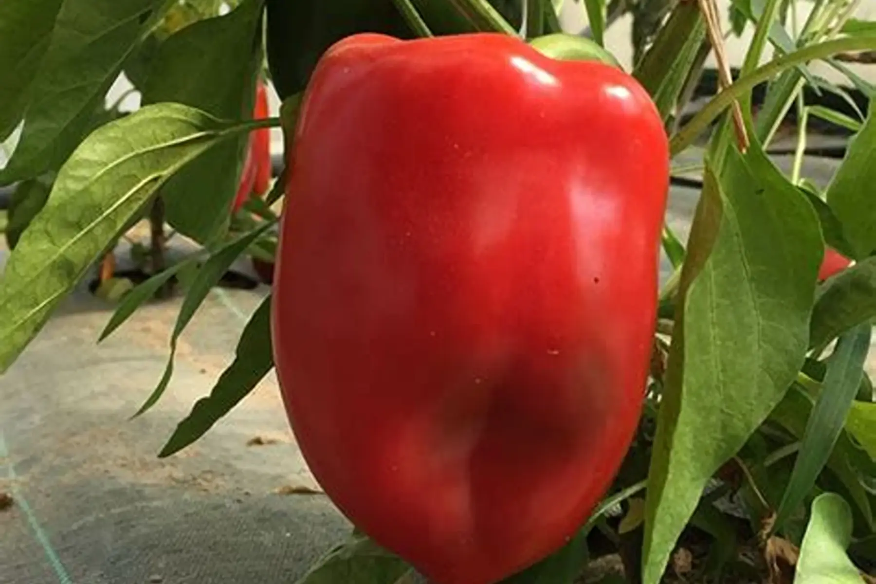 plant de poivron yolo wonder