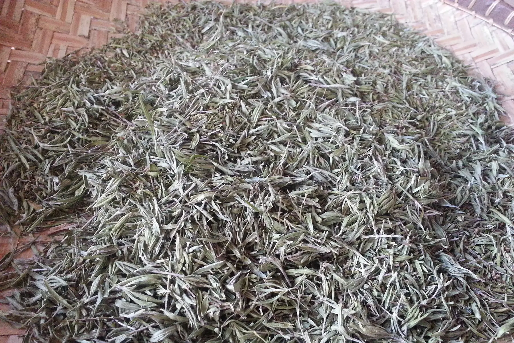 sarriette (satureja)