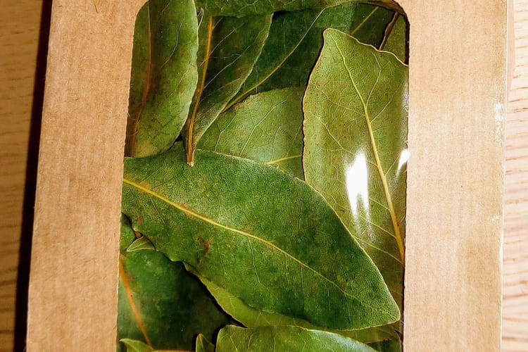 laurier noble (laurus nobilis)