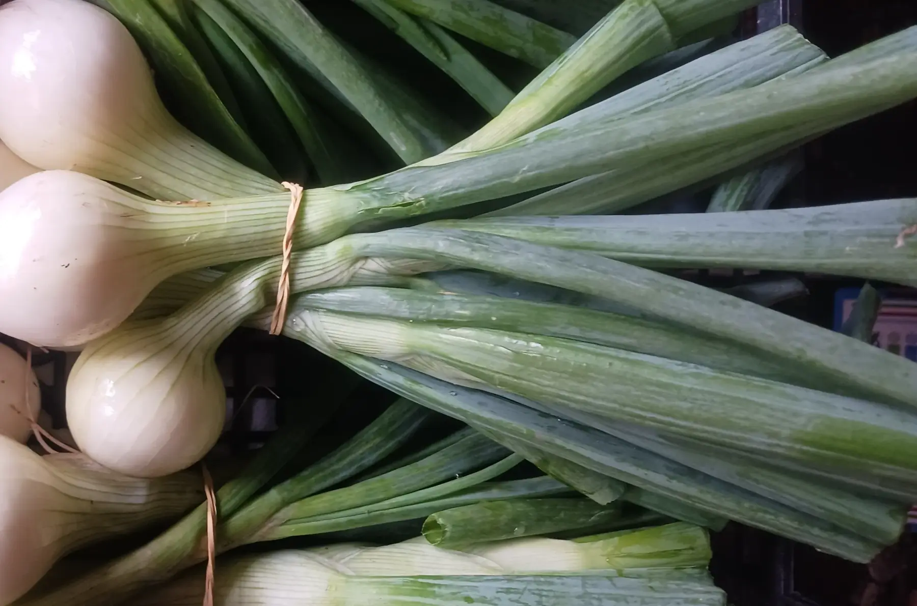 oignon botte