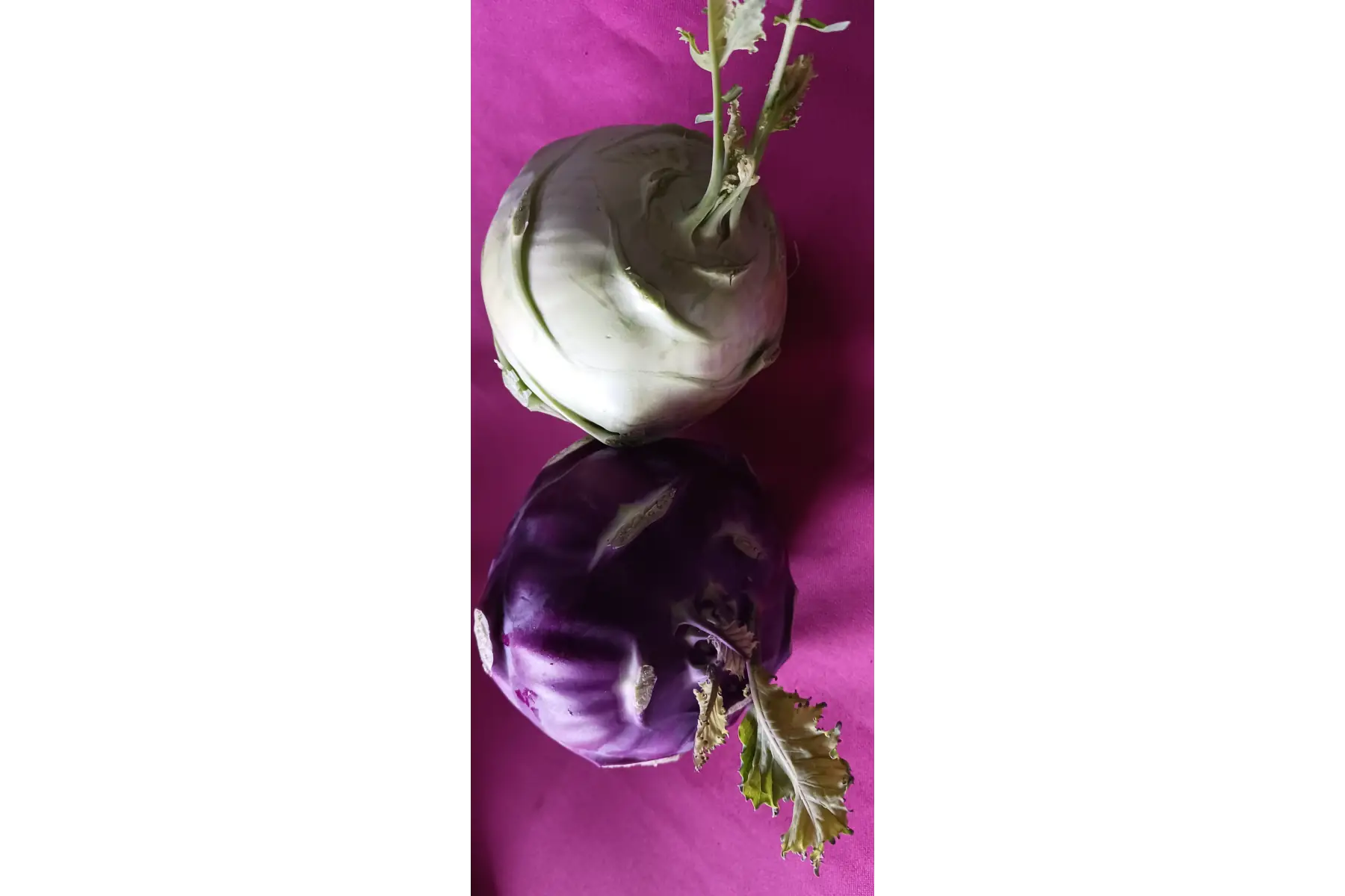 Chou rave blanc et violet