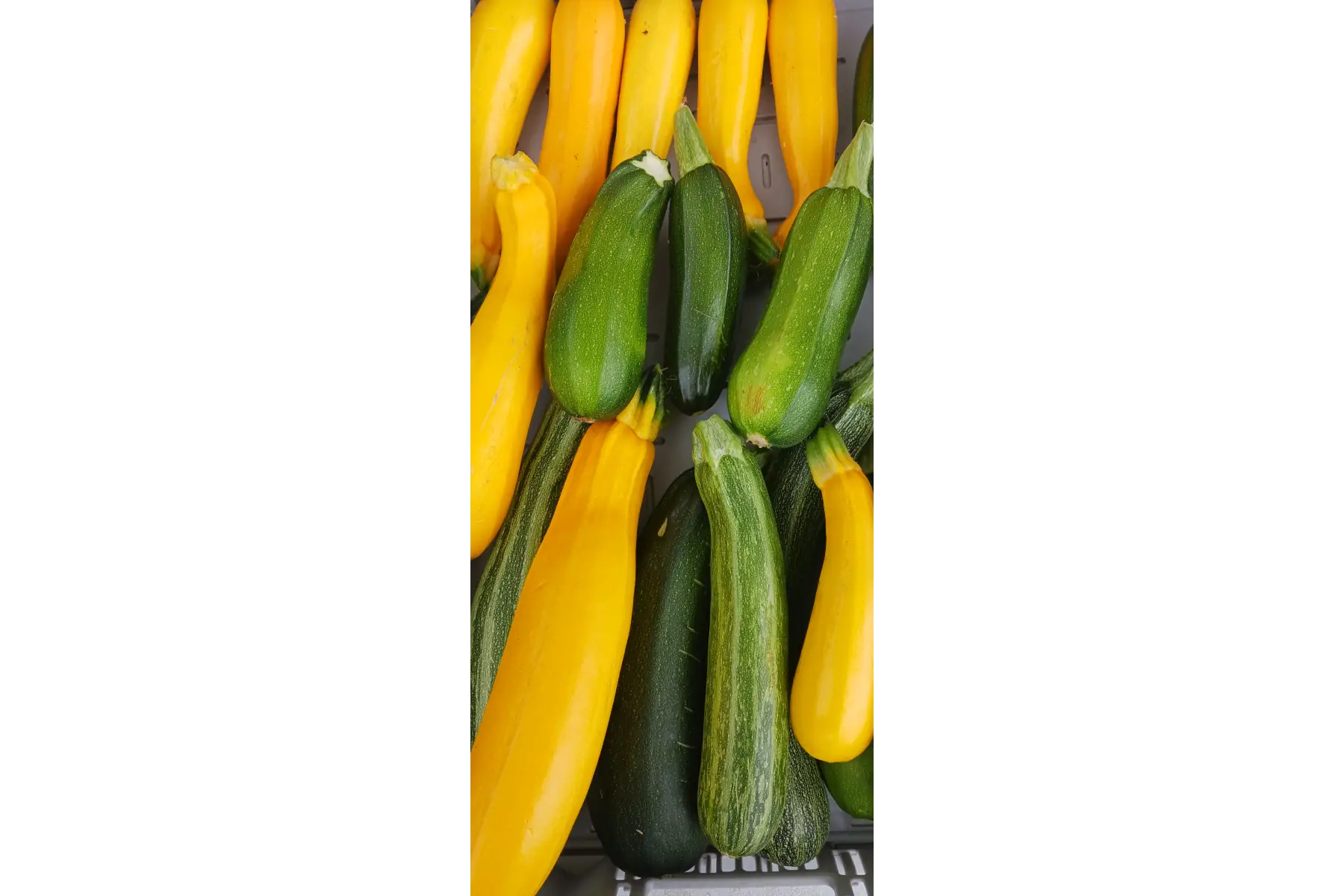 courgettes jaunes et vertes
