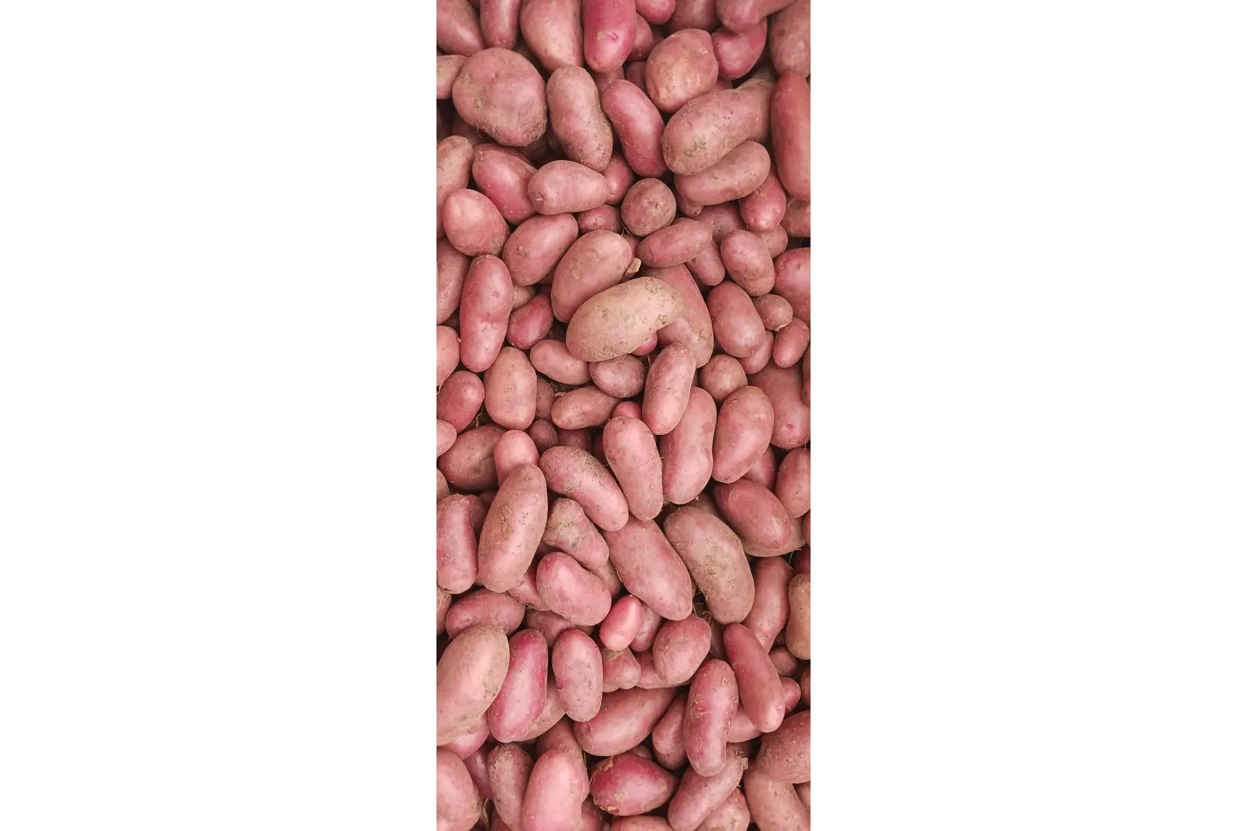 pomme de terre peau rouge