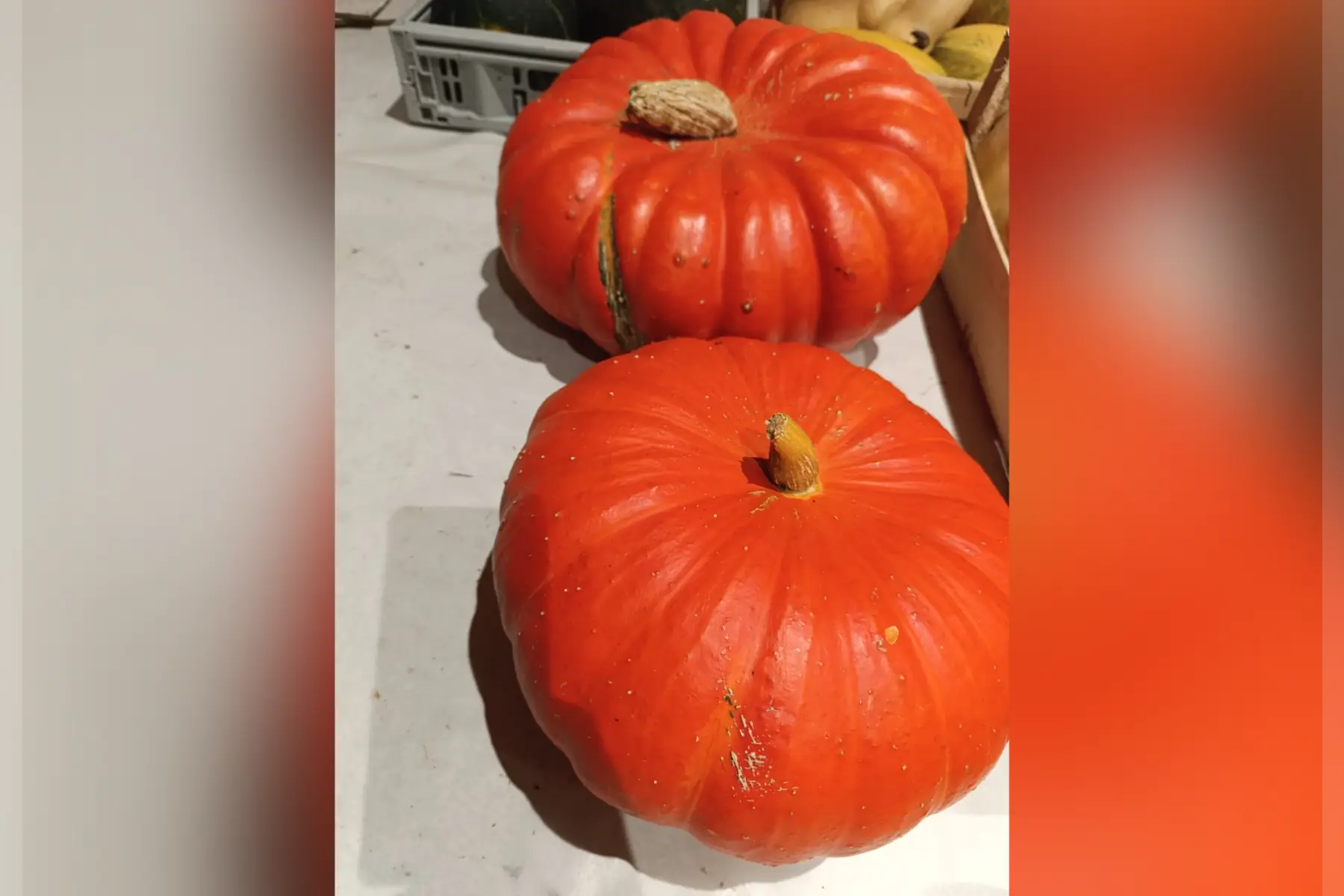 Courge rouge vif d'Etampes