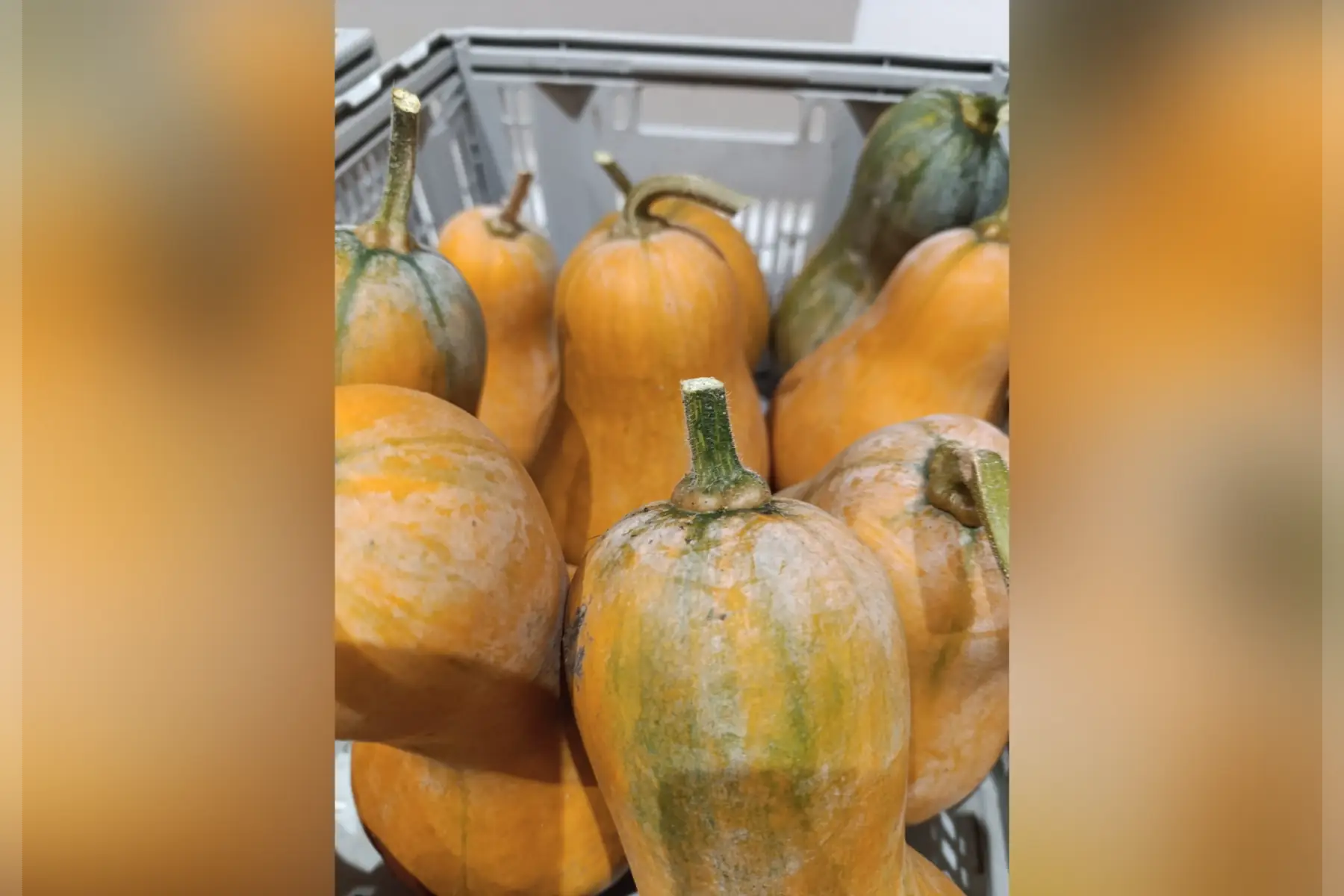 Courge Canada mezoides