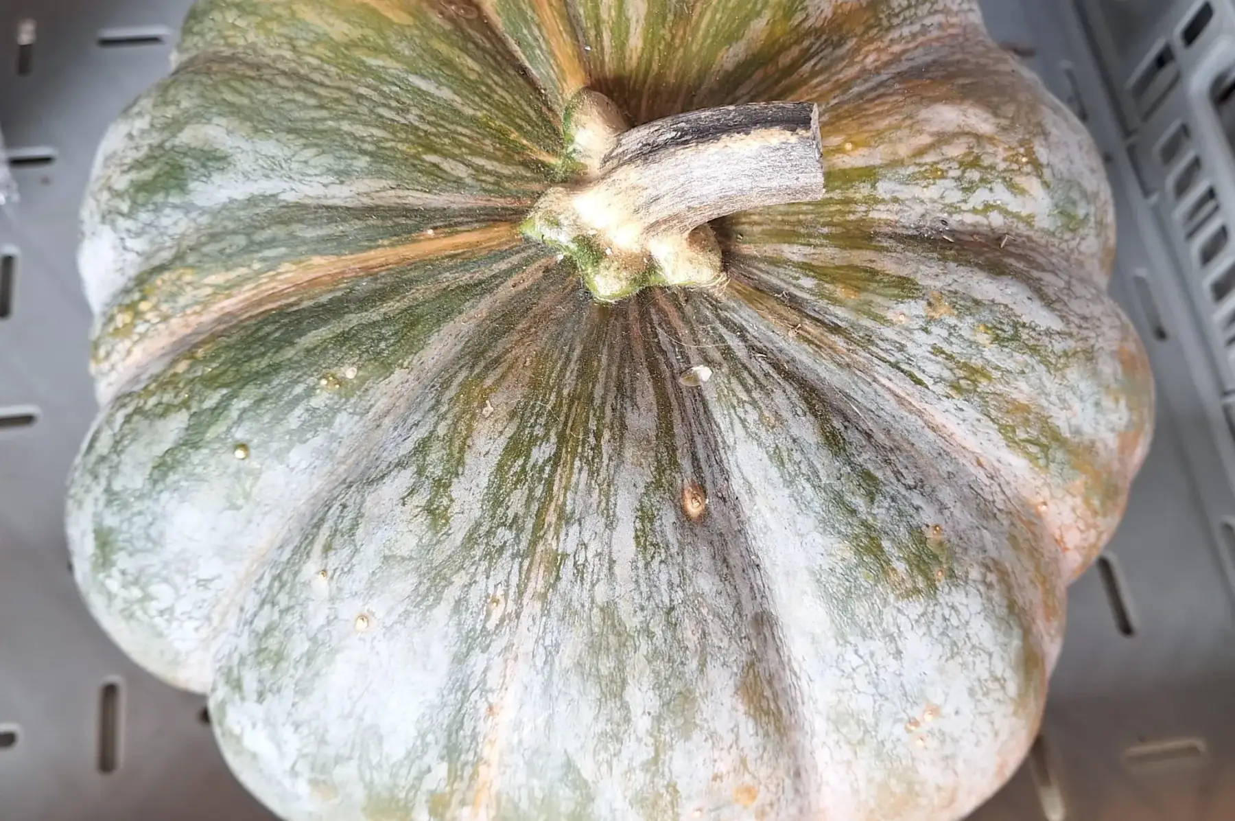 Courge musquée de Provence