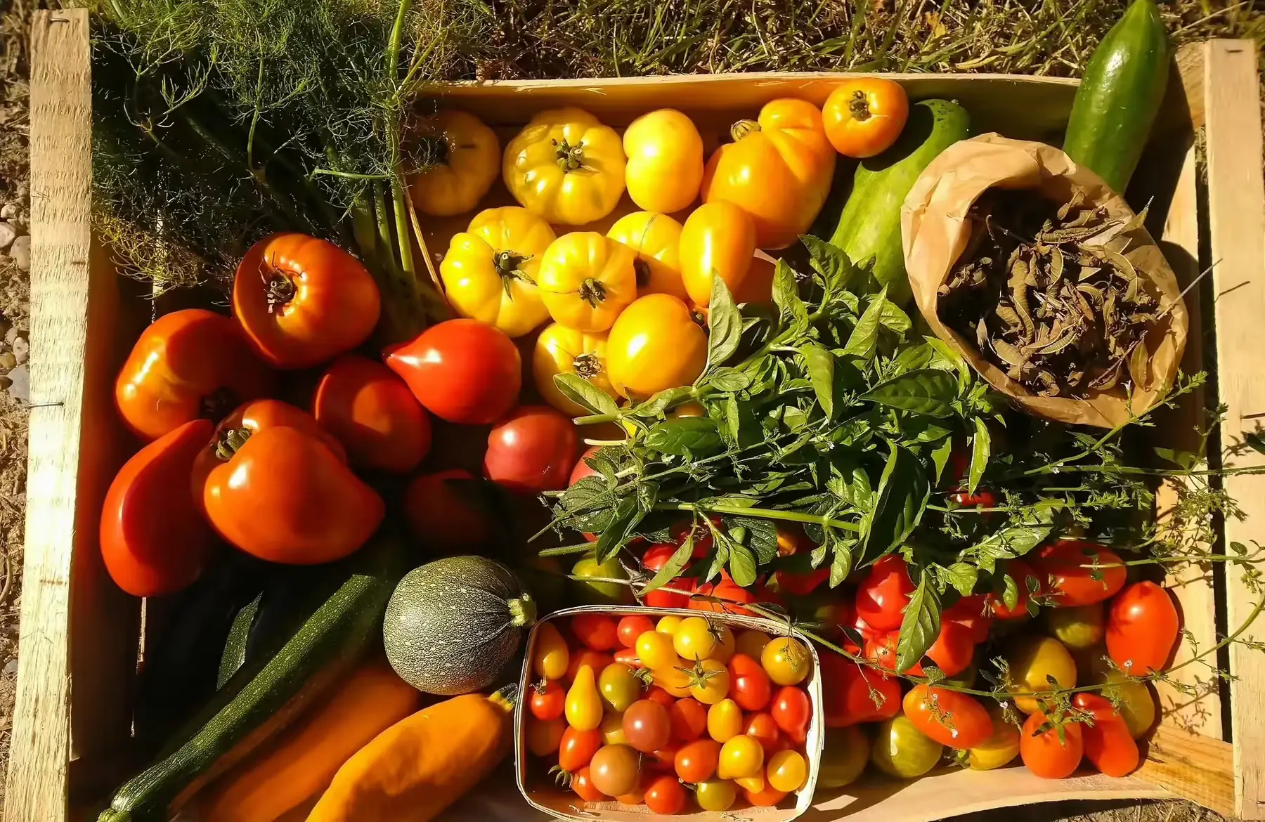 panier famille, cueillette du jour