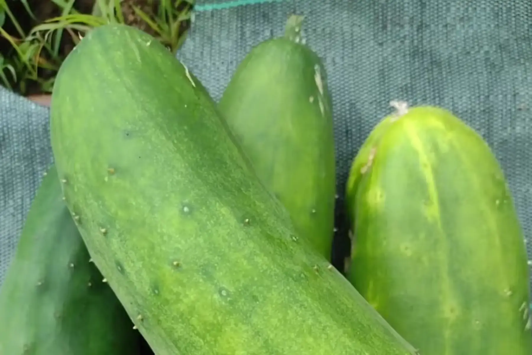 Le jardin du Ti bout