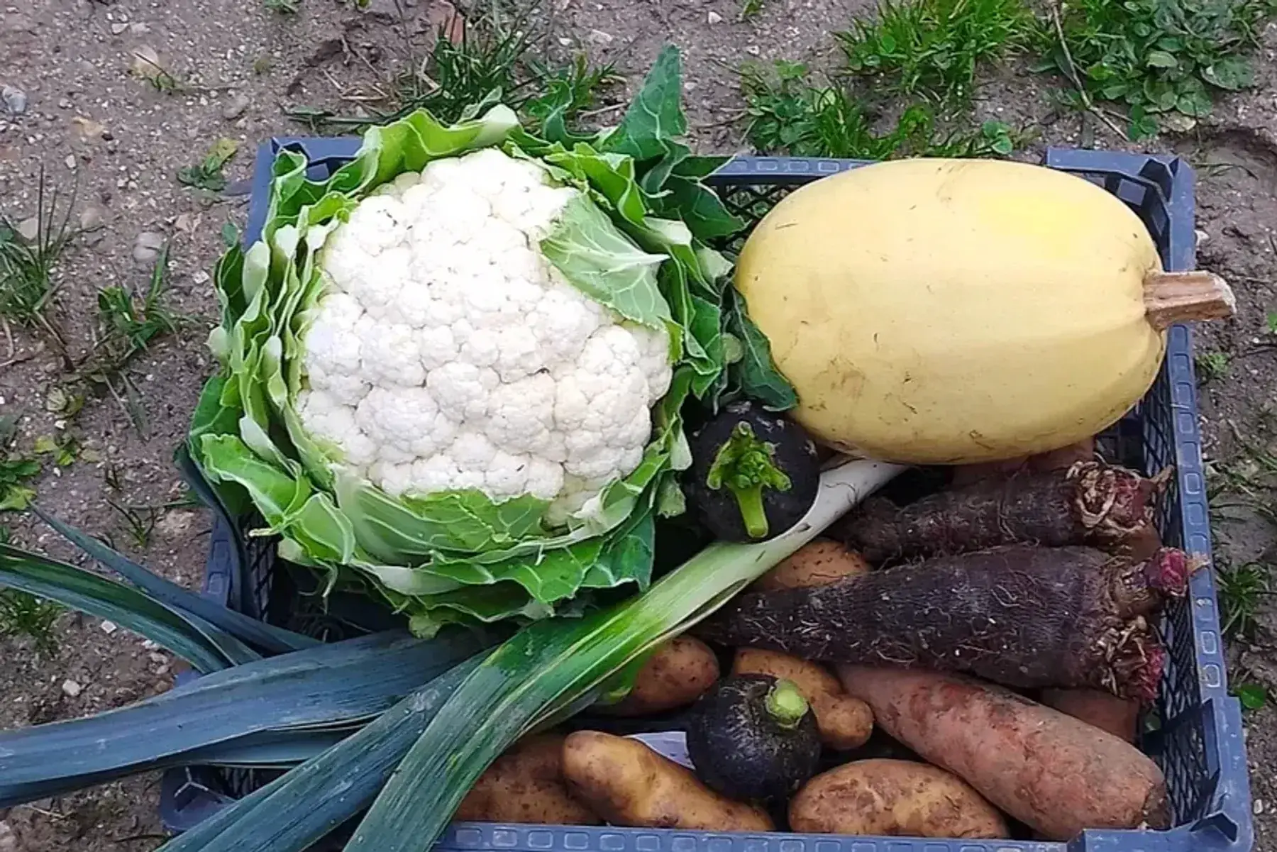 panier de légumes de saison