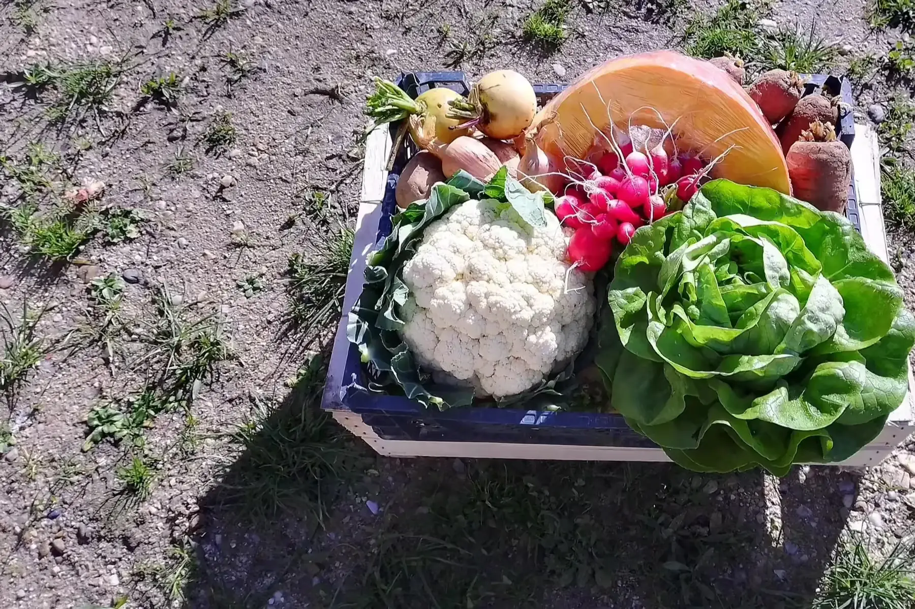 panier de légumes de saison