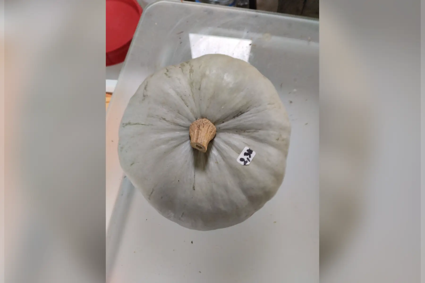 Courge bleu de Hongrie