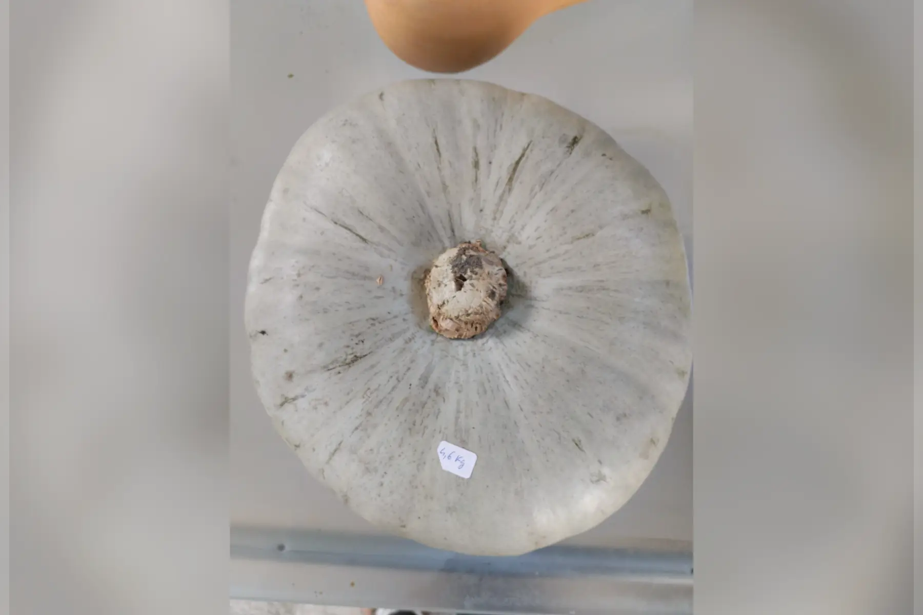 Courge bleu de Hongrie