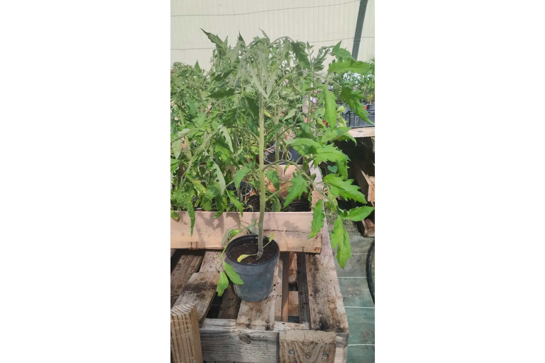 Plant tomate cornue des Andes